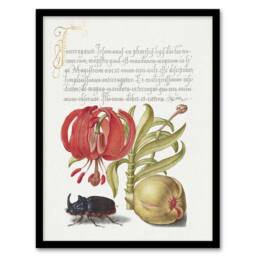 Artery8 Turks Cap Lily Fig & Beetle Calligraphy Framed Wall Art Print in White - Size: A4 - thumbnail 1
