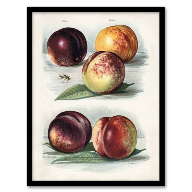 Artery8 Vintage Fruit Illustration Peach Varieties Wright Framed Art Print in White - Size: A4 - image 1