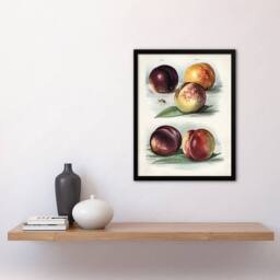 Artery8 Vintage Fruit Illustration Peach Varieties Wright Framed Art Print in White - Size: A4 - thumbnail 4