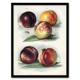 Artery8 Vintage Fruit Illustration Peach Varieties Wright Framed Art Print in White - Size: A4 - thumbnail 1