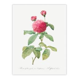 Artery8 Redoute Framed Wall Art Agatha Rose Vintage Botanical Illustration in White - Size: A4 - thumbnail 3
