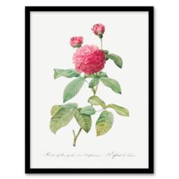 Artery8 Redoute Framed Wall Art Agatha Rose Vintage Botanical Illustration in White - Size: A4 - thumbnail 1