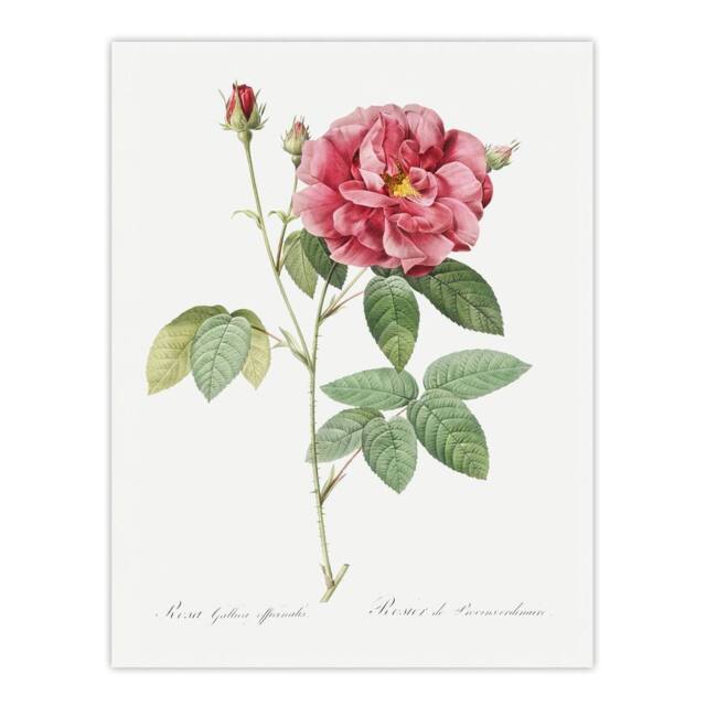 "Artery8 French Rose Illustration Redoute Vintage Wall Art Print Poster in White - Size: W12"" x H16""" - image 1