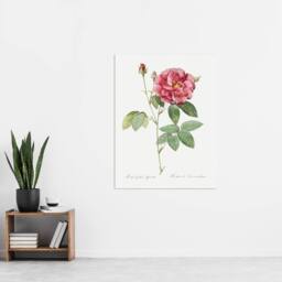 "Artery8 French Rose Illustration Redoute Vintage Wall Art Print Poster in White - Size: W12"" x H16""" - thumbnail 4