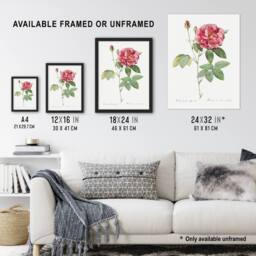 "Artery8 French Rose Illustration Redoute Vintage Wall Art Print Poster in White - Size: W12"" x H16""" - thumbnail 3