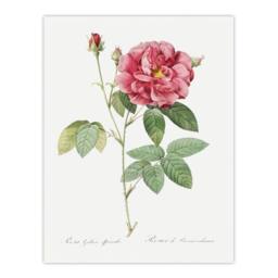 "Artery8 French Rose Illustration Redoute Vintage Wall Art Print Poster in White - Size: W12"" x H16""" - thumbnail 1