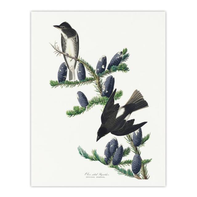 "Artery8 Olive Sided Flycatcher Bird on Fir Tree Audubon Wall Art Print Poster in White - Size: W18"" x H24""" - image 1