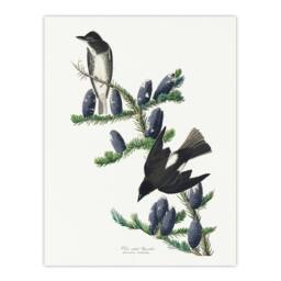 "Artery8 Olive Sided Flycatcher Bird on Fir Tree Audubon Wall Art Print Poster in White - Size: W18"" x H24""" - thumbnail 1
