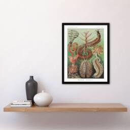 Artery8 Chaetopoda Marine Worms Haeckel Botanical Framed Wall Art Print - Size: A4 - thumbnail 4