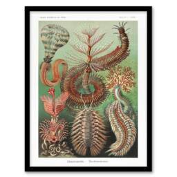 Artery8 Chaetopoda Marine Worms Haeckel Botanical Framed Wall Art Print - Size: A4 - thumbnail 1