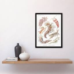 Artery8 Ernst Haeckel Framed Wall Art Print Nudibranch Sea Slug Molluscs in White - Size: A4 - thumbnail 2