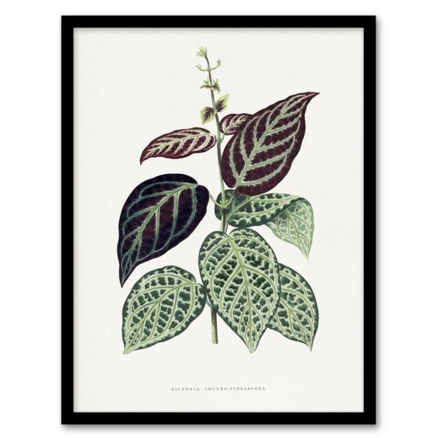 Artery8 AF Lydon B Fawcett Bignonia Argyro Violacea Crossvine Framed Art Print in White - Size: A4 - image 1