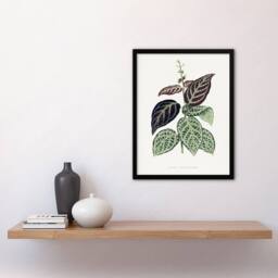 Artery8 AF Lydon B Fawcett Bignonia Argyro Violacea Crossvine Framed Art Print in White - Size: A4 - thumbnail 4