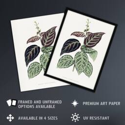 Artery8 AF Lydon B Fawcett Bignonia Argyro Violacea Crossvine Framed Art Print in White - Size: A4 - thumbnail 2