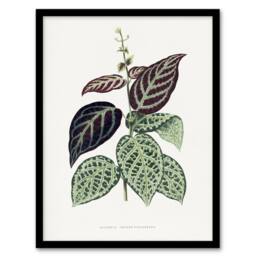 Artery8 AF Lydon B Fawcett Bignonia Argyro Violacea Crossvine Framed Art Print in White - Size: A4 - thumbnail 1