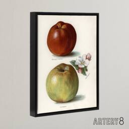 "Artery8 Gascoignes Seedling Sandringham Apples Wright Framed Canvas Wall Art in White - Size: W12"" x H16""" - thumbnail 2