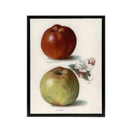 "Artery8 Gascoignes Seedling Sandringham Apples Wright Framed Canvas Wall Art in White - Size: W12"" x H16""" - thumbnail 1