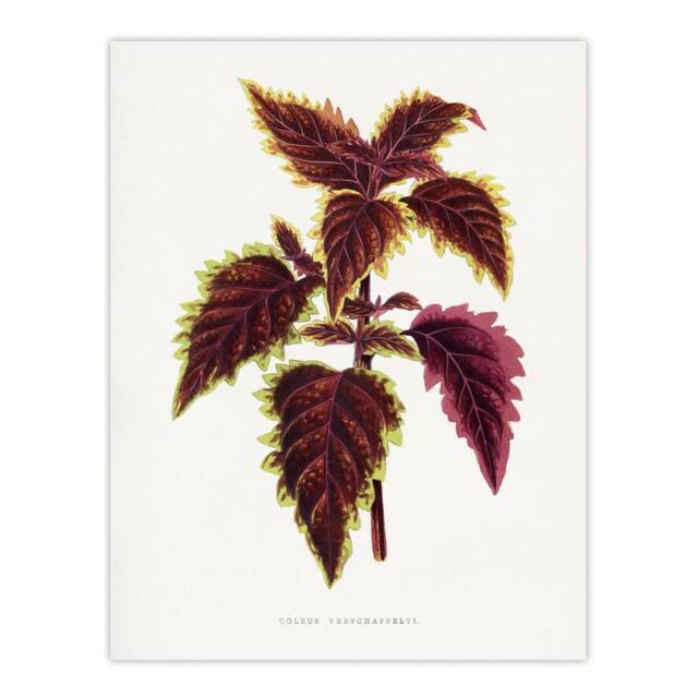 "Artery8 AF Lydon Benjamin Fawcett Red Coleus Plant Leaf Wall Art Print in White - Size: W12"" x H16""" - image 1