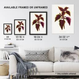 "Artery8 AF Lydon Benjamin Fawcett Red Coleus Plant Leaf Wall Art Print in White - Size: W12"" x H16""" - thumbnail 3
