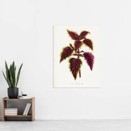 "Artery8 AF Lydon Benjamin Fawcett Red Coleus Plant Leaf Wall Art Print in White - Size: W12"" x H16""" - thumbnail 4