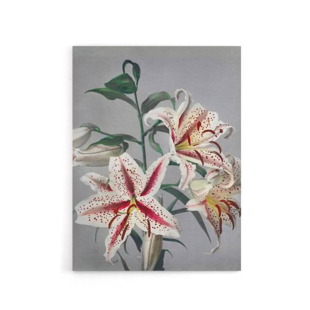 "Artery8 White Pink Spotted Lily Flowers Canvas Wall Art Print Kazumasa - Size: W18"" x H24""" - image 1