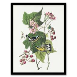 "Artery8 Black & Yellow Warblers Audubon Nature Framed Wall Art Print in White - Size: W12"" x H16""" - thumbnail 1