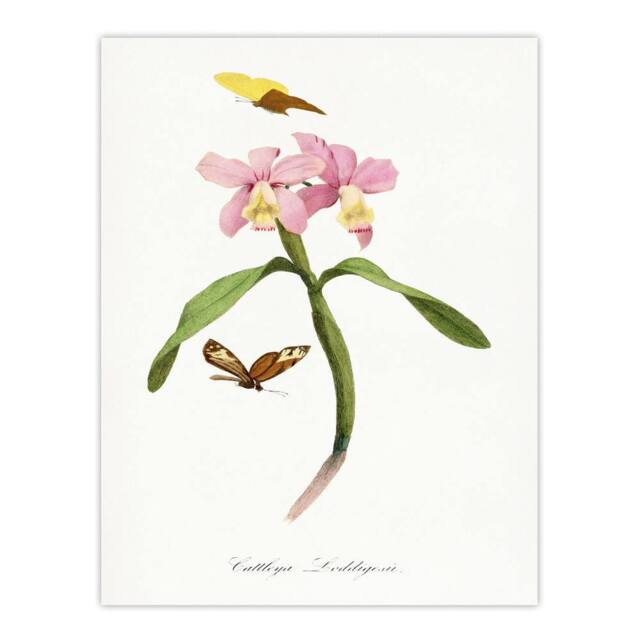 "Artery8 Paul Gervais Cattleya Orchids & Butterflies Wall Art Print in White - Size: W12"" x H16""" - image 1