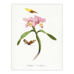 "Artery8 Paul Gervais Cattleya Orchids & Butterflies Wall Art Print in White - Size: W12"" x H16""" - thumbnail 1