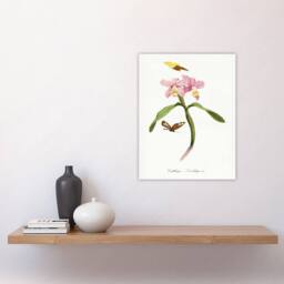 "Artery8 Paul Gervais Cattleya Orchids & Butterflies Wall Art Print in White - Size: W12"" x H16""" - thumbnail 4