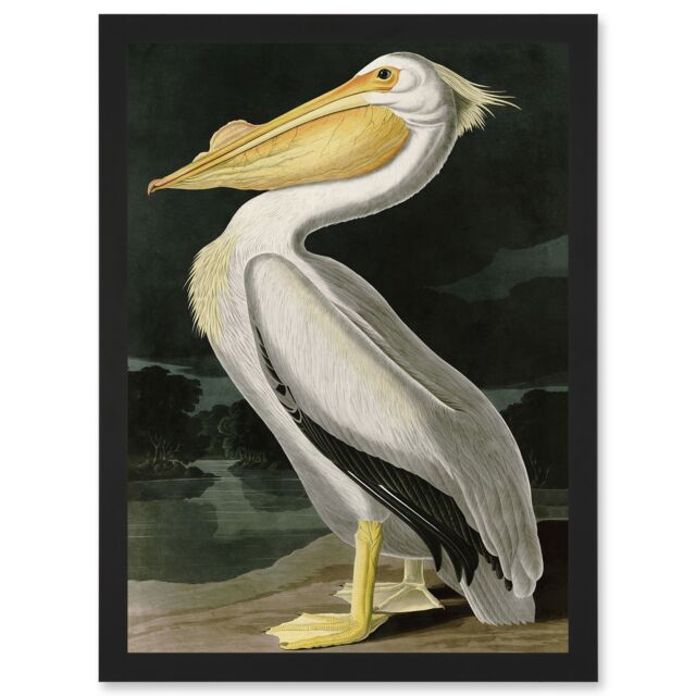 Artery8 Audubon Birds White Pelican Painting Nature Animals Artwork Framed Wall Art Print A4 in Black - image 1