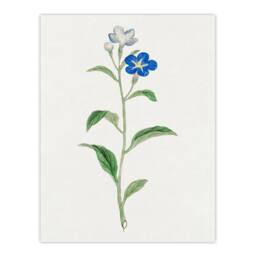 Artery8 Vintage Japan Botanical Framed Wall Art Print Blue Flower in White - Size: A4 - thumbnail 3
