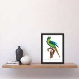 Artery8 Francois Levaillant Framed Wall Art Print The Peach Fronted Parakeet in White - Size: A4 - thumbnail 2