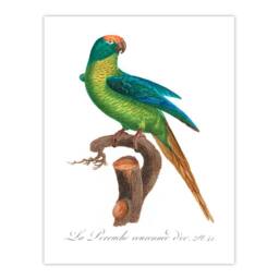 Artery8 Francois Levaillant Framed Wall Art Print The Peach Fronted Parakeet in White - Size: A4 - thumbnail 3