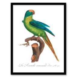 Artery8 Francois Levaillant Framed Wall Art Print The Peach Fronted Parakeet in White - Size: A4 - thumbnail 1
