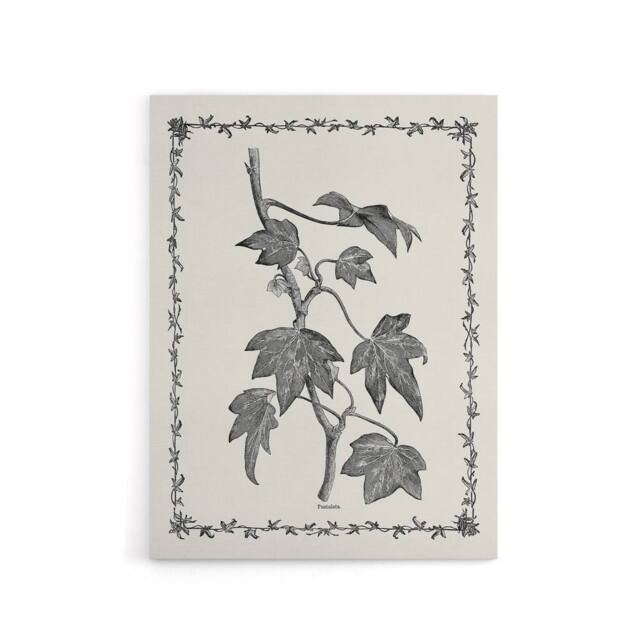 "Artery8 Vintage Botanical Pustulata Leaves Hibberd Canvas Wall Art in White - Size: W18"" x H24""" - image 1