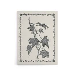 "Artery8 Vintage Botanical Pustulata Leaves Hibberd Canvas Wall Art in White - Size: W18"" x H24""" - thumbnail 1