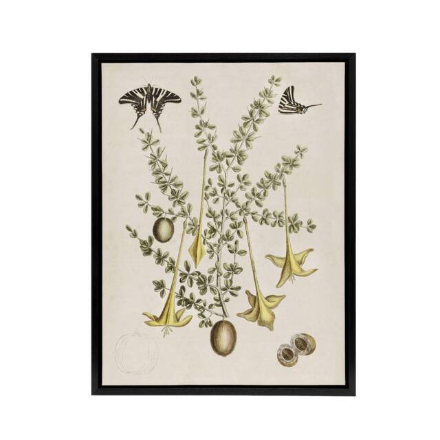 "Artery8 Frutex Spinofus Flowers & Butterflies Catesby Framed Canvas Wall Art in Beige - Size: W12"" x H16""" - image 1