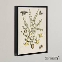 "Artery8 Frutex Spinofus Flowers & Butterflies Catesby Framed Canvas Wall Art in Beige - Size: W12"" x H16""" - thumbnail 2