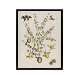 "Artery8 Frutex Spinofus Flowers & Butterflies Catesby Framed Canvas Wall Art in Beige - Size: W12"" x H16""" - thumbnail 1