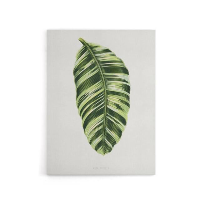 "Artery8 AF Lydon Benjamin Fawcett Musa Paradisiaca Vittata Canvas Art Print in White - Size: W12"" x H16""" - image 1