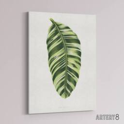 "Artery8 AF Lydon Benjamin Fawcett Musa Paradisiaca Vittata Canvas Art Print in White - Size: W12"" x H16""" - thumbnail 2