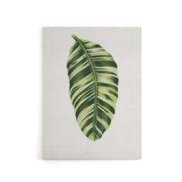 "Artery8 AF Lydon Benjamin Fawcett Musa Paradisiaca Vittata Canvas Art Print in White - Size: W12"" x H16""" - thumbnail 1