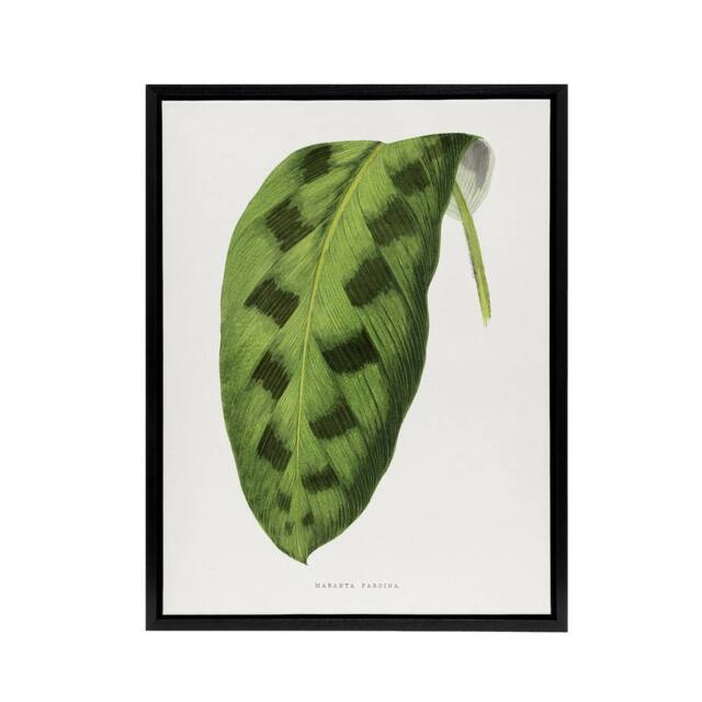 "Artery8 AF Lydon Benjamin Fawcett Maranta Pardina Leaf Framed Canvas Art Print in White - Size: W12"" x H16""" - image 1