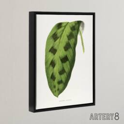 "Artery8 AF Lydon Benjamin Fawcett Maranta Pardina Leaf Framed Canvas Art Print in White - Size: W12"" x H16""" - thumbnail 2