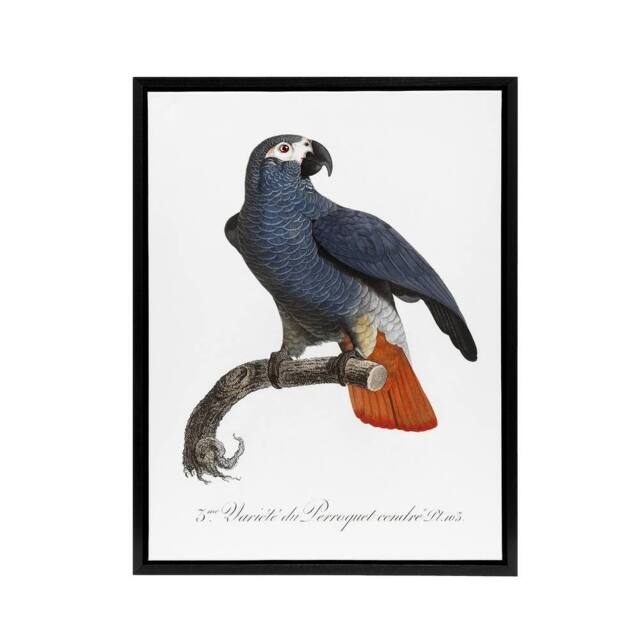 "Artery8 The Grey Parrot Illustration Levaillant Framed Canvas Wall Art Print in White - Size: W12"" x H16""" - image 1