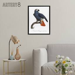 "Artery8 The Grey Parrot Illustration Levaillant Framed Canvas Wall Art Print in White - Size: W12"" x H16""" - thumbnail 3