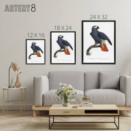 "Artery8 The Grey Parrot Illustration Levaillant Framed Canvas Wall Art Print in White - Size: W12"" x H16""" - thumbnail 4