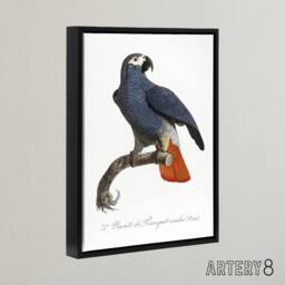 "Artery8 The Grey Parrot Illustration Levaillant Framed Canvas Wall Art Print in White - Size: W12"" x H16""" - thumbnail 2