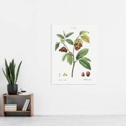 "Artery8 Papaw Tree Botanical Redoute Vintage Wall Art Print Poster in White - Size: W12"" x H16""" - thumbnail 4