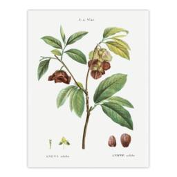 "Artery8 Papaw Tree Botanical Redoute Vintage Wall Art Print Poster in White - Size: W12"" x H16""" - thumbnail 1